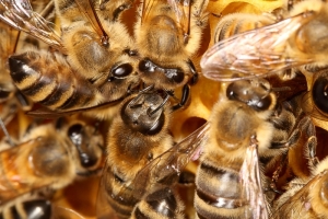 Kommunikation der Honigbienen